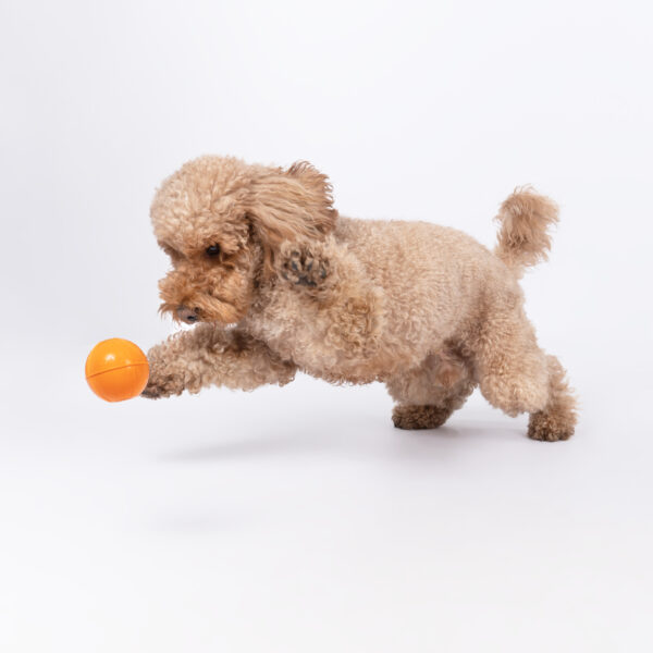RUCAN DOG BALL ORANGE - Image 6