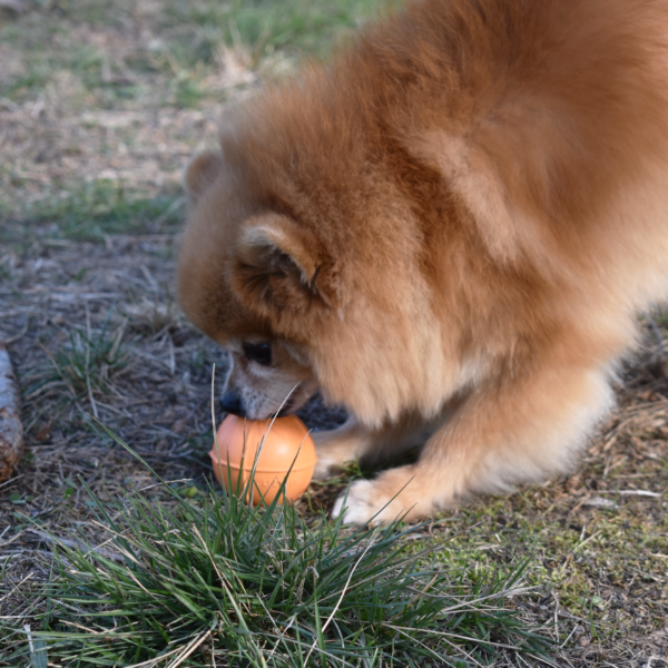 RUCAN DOG BALL ORANGE - Image 10