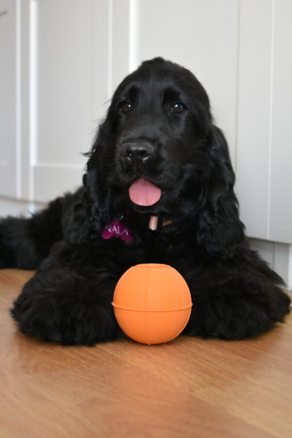 RUCAN DOG BALL ORANGE - Image 11