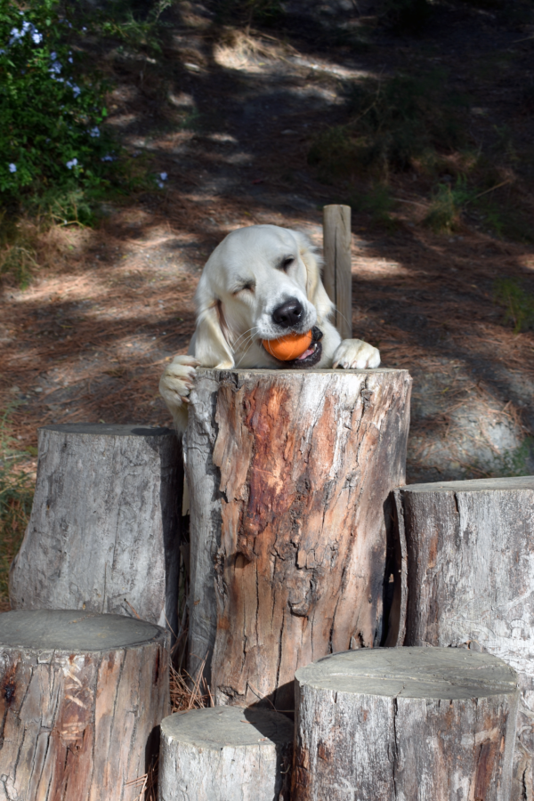RUCAN DOG BALL ORANGE - Image 12