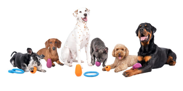 RUCAN DOG BALL PURPLE - Image 5