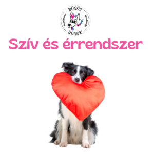 Szív és érrendszer