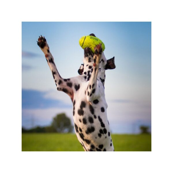 KONG® AirDog® Squeaker Football - Image 3