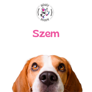 Szem