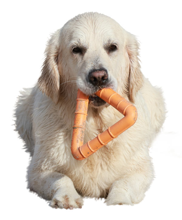 Vizes golden retriever kutya narancssárga Rucan TriWater játékkal a szájában – természetes gumiból készült lebegő kutyajáték – Dögös Dogok