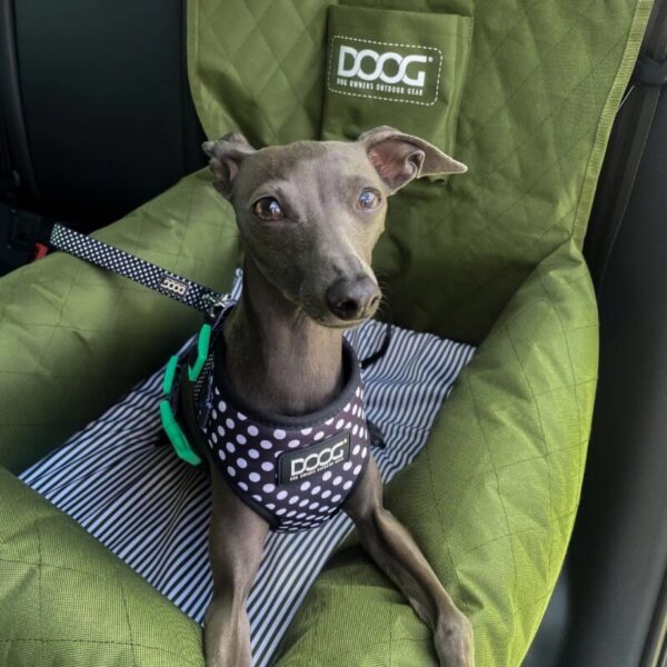 Doog Car Seat - Small - Image 11