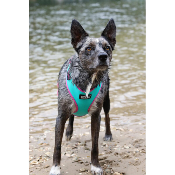 Doog Neoflex hám - Image 20