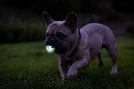 CHUCKIT! Max Glow Air Fetch Labda Pakk "S" - Image 3